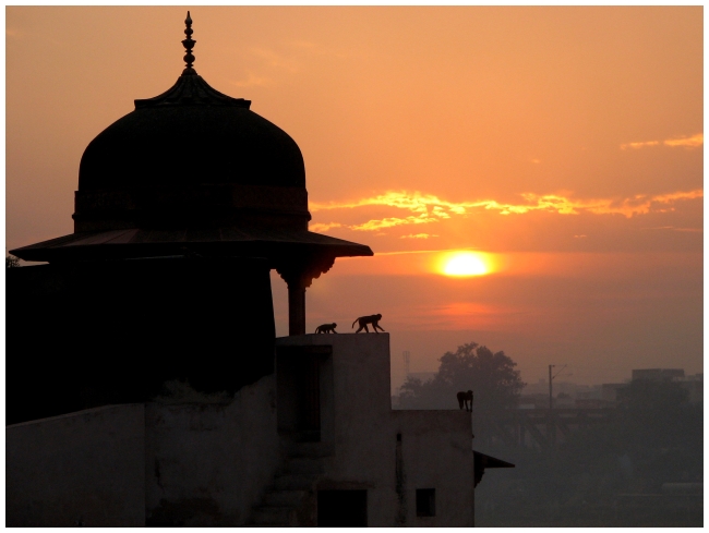 Img_1003 Itimad-ud-Daulah (Baby Taj) Monkeys at Sunset