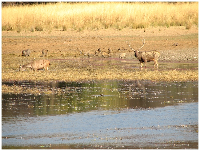 Img_2158 PM safari Day 2 - Sambar Deer