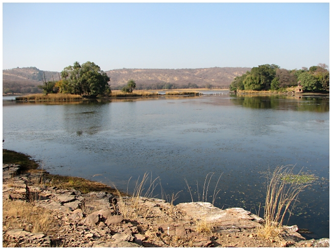Img_2160 Ranthambhore - PM safari Day 2
