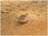 Img_1772 AM safari Day 1 - Quail-like bird