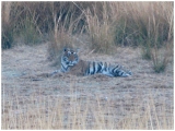 Img_1918 Ranthambhore - AM safari Day 2 - Royal Bengal Tiger