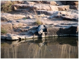 Img_2175 PM safari Day 2 - Crocodile waiting for his lunch to pass by