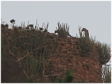Img_2202-bis PM safari Day 2 - Leopards mating up on a cliff.  A third one is not seen in the photo.
