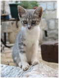 IMG_7412 Dubrovnik Kitty
