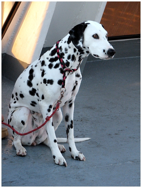 IMG_7818 Dalmation in the Dalmation Islands
