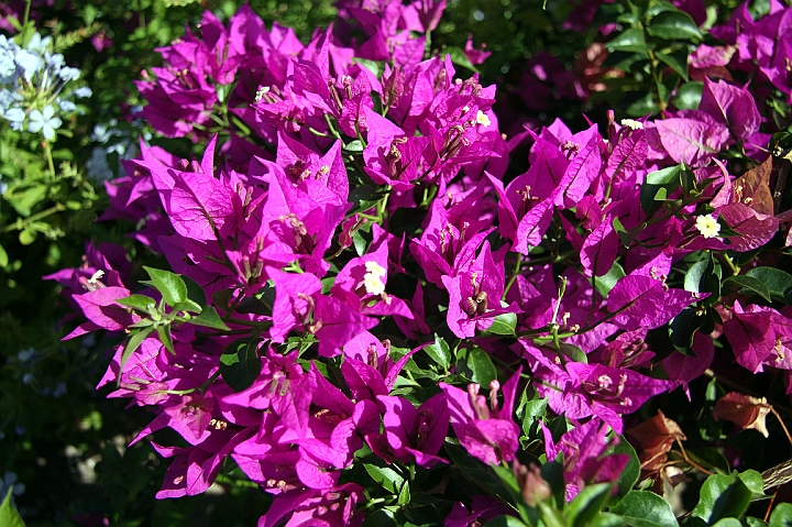 IMG_3965.jpg