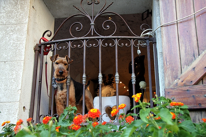 IMG_3997.jpg - Doggie Jail